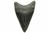 Serrated, Juvenile Megalodon Tooth - South Carolina #375968-1